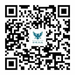 WeChat Official Account