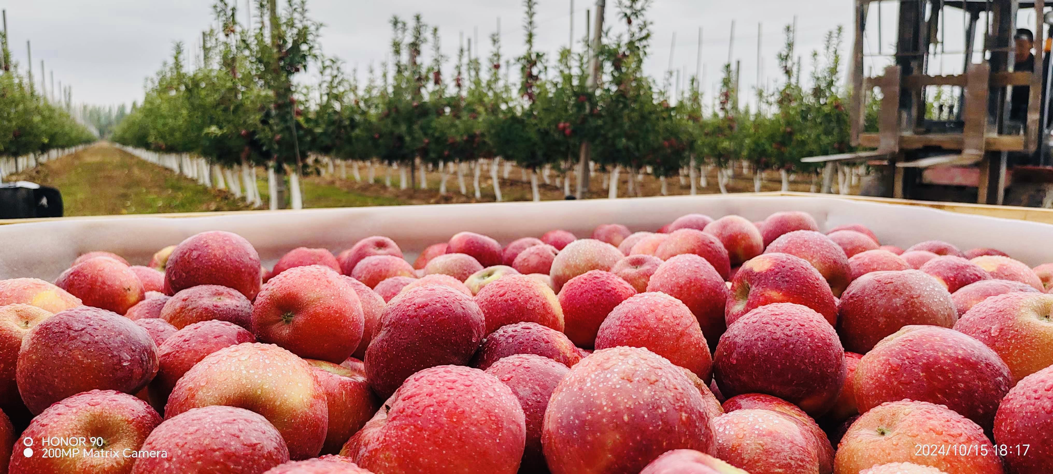 Apple sorting facility